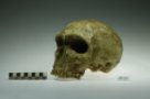 Homo sapiens neanderthalensis