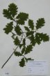 Quercus x rosaceae Bechst