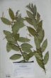 Salix nicholsonii Dieck ´Purpurascens´