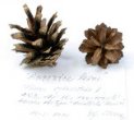 Pinus sylvestris L