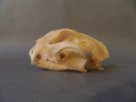 Lebka karakala - Caracal caracal