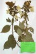 Hydrangea paniculata Sieb. ´Kmushu´