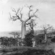 Vegetace na náhorní plošině (baobaby)