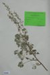 Artemisia tridentata Nutt. var. vaseyana (cf. sacrorum ledeb)