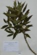 Fraxinus excelsior L.