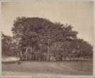 Fíkovník banyán (Ficus benghalensis)