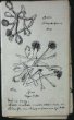 Otakara Zachar - "Plíseň jest nejnebezpečnějším nepřítelem sládka" (Kresby z mikroskopu)