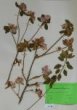 Rhododendron ledebourii Pojark