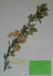 Cerasus avium (L.) Moench