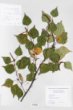 Betula parviflora Marsh. var. japonica (Miq.) Hara