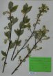 Oemleria cerasiformis (W.L.Hooker et Arnott)Landon