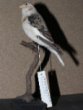 Plectrophenax nivalis (Linnaeus, 1758) - sněhule severní, třída Aves - ptáci,  řád Passeriformes - pěvci,  čeleď Calcariidae. dospělý samec