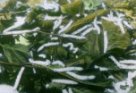 Housenky bource morušového v listí