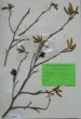 Alnus serrulata (Ait.) Willd.