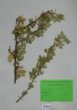 Ribes fasciculatum S. et Z.