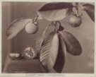 Plody mangostany lahodné (Garcinia mangostana)