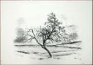 Rabas Václav, Osamělý strom v krajině