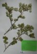 Ribes alpinum L.