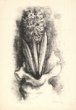 Grafický list - Hyacint