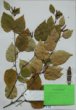 Betula paryrifera Marsh. var. subcordata (Rydb.) Sarg.