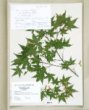 Acer palmatum Thunb., var. heptalobum Rehd., cv. ´Osakazuki´