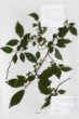 Prunus maximowiczii Rupr