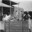 Machulkovi pomocníci s lvíčaty na dvoře jeho domu v Chartúmu