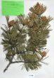Pinus uncinata Miller ex Mirbel ´Equisetiformis´