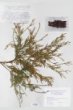 Chamaecyparis pisifera Endl. cv. ´Filifera Aurea Nana´