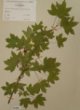 Acer campestre L. var.  leiocarpum