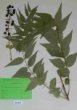 Coriaria japonica Gray