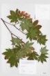 Acer pseudosieboldianum (Pax) Komar