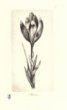 Grafický list - Krokus s kapkou rosy
