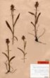 Dactylorhiza majalis subsp. turfosa