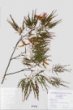 Acer palmatum Thunb. var. palmatum cv. ´Rubrifolium´