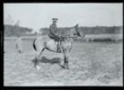 Negativ skleněný černobílý, koně výstava, zřejmě kapitán Rudolf Popler