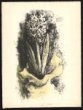 Grafický list - Hyacint