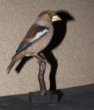 Coccothraustes coccothraustes (Linnaeus, 1758) - dlask tlustozobý, třída Aves - ptáci,  řád Passeriformes - pěvci,  čeleď Fringillidae - pěnkavovití. jedinec neurčeného pohlaví