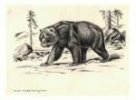 Medvěd kamčatský - Ursus arctos beringianus