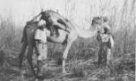 Ulovená lvice přivázaná na velbloudu a dva muži z personálu Machulkovy výpravy