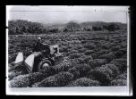 Fotografie, obdělávání čajových polí