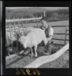 Bača při dojení ovcí v ohradě