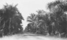 Silnice lemovaná palmami u Vamby