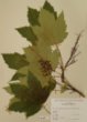 Acer pseudoplatanus L