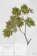 Acer japonicum Thunb. cv. ´Aconitifolium´