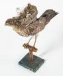 krahujec obecný Accipiter nisus s vlaštovčím hnízdem na hřbetě
