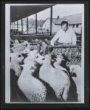 Fotografie, ovce v ohrádce