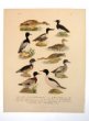 List z obrazové přílohy knihy Evropské ptactvo