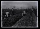 Fotografie, tři muži při obdělávání pole