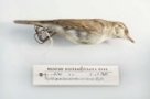 Kožka budníčka zeleného (Phylloscopus trochiloides viridanus Blyth, 1843), třída Aves - ptáci,  řád Passeriformes - pěvci,  čeleď Sylvidae - pěnicovití, samec